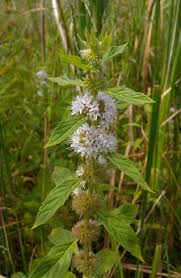 Attēlu rezultāti vaicājumam “Mentha arvensis flower”