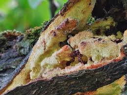 Attēlu rezultāti vaicājumam “Sarcodontia crocea”