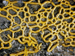 Attēlu rezultāti vaicājumam “Hemitrichia serpula macro”