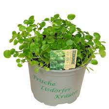 Image result for Brunnenkresse