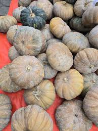 Attēlu rezultāti vaicājumam “Cucurbitaceae”