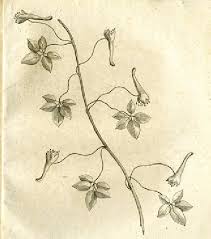 Attēlu rezultāti vaicājumam “Tropaeolaceae”