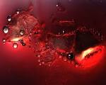 Eles gostam de <b>sangue</b> humano e