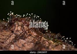 Attēlu rezultāti vaicājumam “Comatricha sp.”