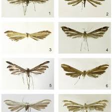 Attēlu rezultāti vaicājumam “Platyptilia tesseradactyla”
