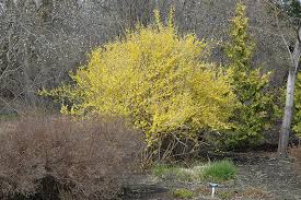 Attēlu rezultāti vaicājumam “Forsythia”