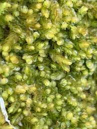 Attēlu rezultāti vaicājumam “Nardia scalaris”