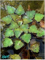 Attēlu rezultāti vaicājumam “Trapaceae”