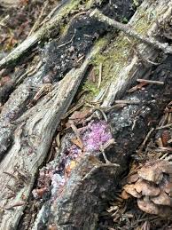 Attēlu rezultāti vaicājumam “Diderma radiatum spores”