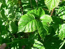 Attēlu rezultāti vaicājumam “Rubus nessensis”