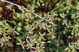 Attēlu rezultāti vaicājumam “Philonotis calcarea”