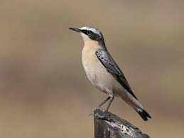 Attēlu rezultāti vaicājumam “Oenanthe oenanthe male”