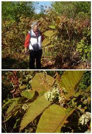 Attēlu rezultāti vaicājumam “Reynoutria sachalinensis”
