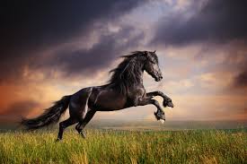 Image result for chestnut friesian