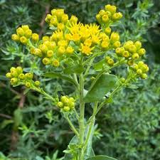 Attēlu rezultāti vaicājumam “Oligonema flavidum”