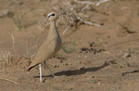 Image result for Cursorius cursor