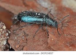 Attēlu rezultāti vaicājumam “Dasytes caeruleus”