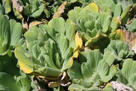 Attēlu rezultāti vaicājumam “Pistia stratiotes”