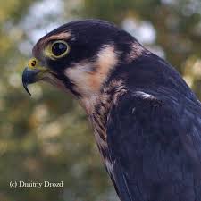 Attēlu rezultāti vaicājumam “Falco subbuteo”