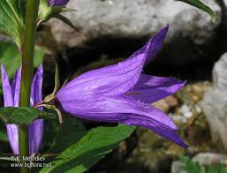 Attēlu rezultāti vaicājumam “Campanula latifolia leaf”