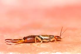 Attēlu rezultāti vaicājumam “Forficula auricularia male”