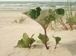 Attēlu rezultāti vaicājumam “Petasites spurius leaf”