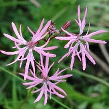 Image result for Lychnis flos-cuculi
