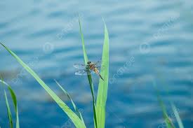 Attēlu rezultāti vaicājumam “Libellula quadrimaculata exuvia”