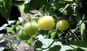 Afbeeldingsresultaat voor hawaiian white cherry tomato