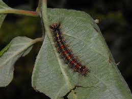 Attēlu rezultāti vaicājumam “Lymantria dispar”