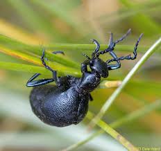 Attēlu rezultāti vaicājumam “Meloe sp.”