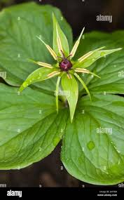 Attēlu rezultāti vaicājumam “Paris quadrifolia bud”