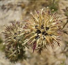 Attēlu rezultāti vaicājumam “Weissia squarrosa”