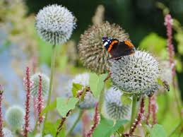 Image result for Echinops spaerocephalus