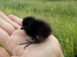 Attēlu rezultāti vaicājumam “Crex crex nest”