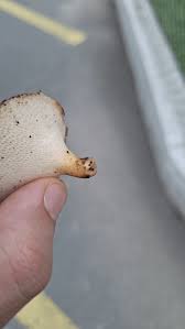 Attēlu rezultāti vaicājumam “Polyporus tuberaster”