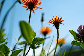 Attēlu rezultāti vaicājumam “Crepis paludosa flower”