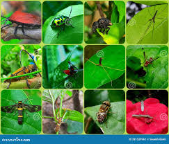 Attēlu rezultāti vaicājumam “Insecta”