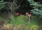Some animals can cope with the toxins, as chunks have been nibbled out of a - via Daymix