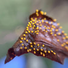 Attēlu rezultāti vaicājumam “Craterium minutum cf. var. brunneum macro”
