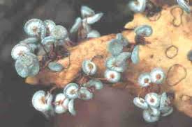 Attēlu rezultāti vaicājumam “Physarum pezizoideum”