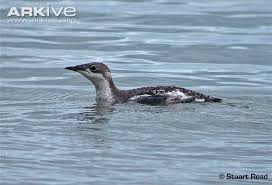 Image result for Brachyramphus perdix