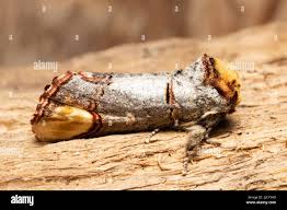 Attēlu rezultāti vaicājumam “Phalera bucephala imago”