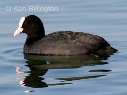 Attēlu rezultāti vaicājumam “Fulica atra”