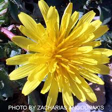 Attēlu rezultāti vaicājumam “Taraxacum suecicum”