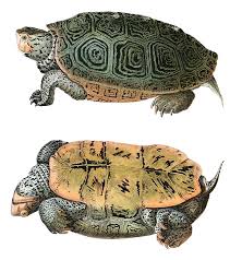 Image result for Malaclemys terrapin