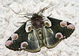 Attēlu rezultāti vaicājumam “Thyatira batis larva”