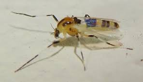 Attēlu rezultāti vaicājumam “Cricotopus”