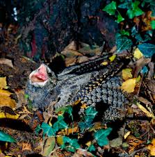 Image result for Caprimulgus europaeus