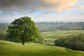 Image result for Hawkhurst Golf Club, Kent